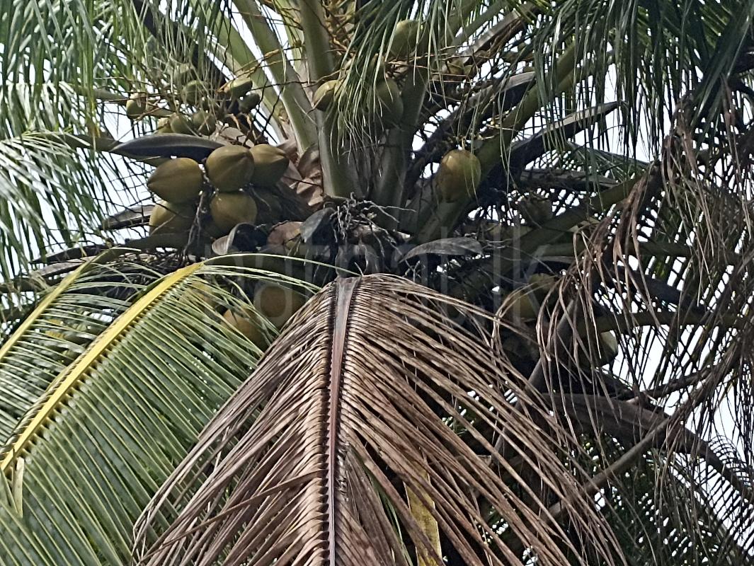 Agricultural Land for Sale in Puttalam ads-image-1