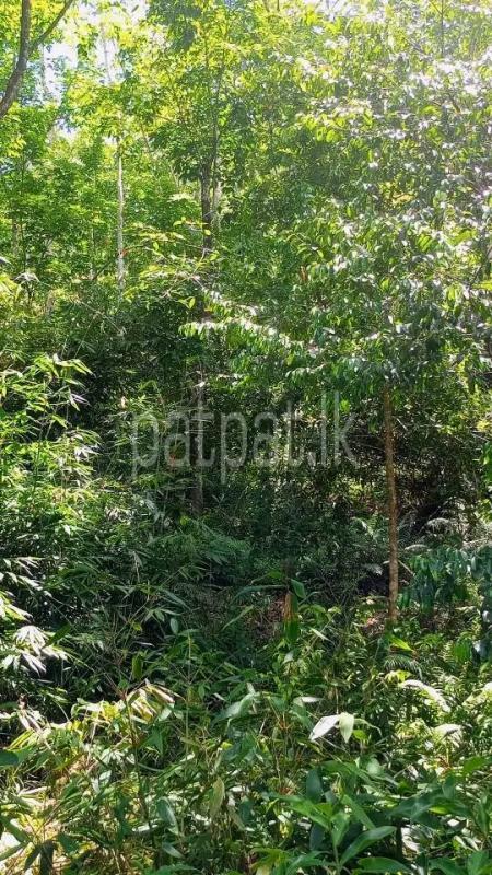 Agricultural Land for Sale in Mirigama ads-image-1