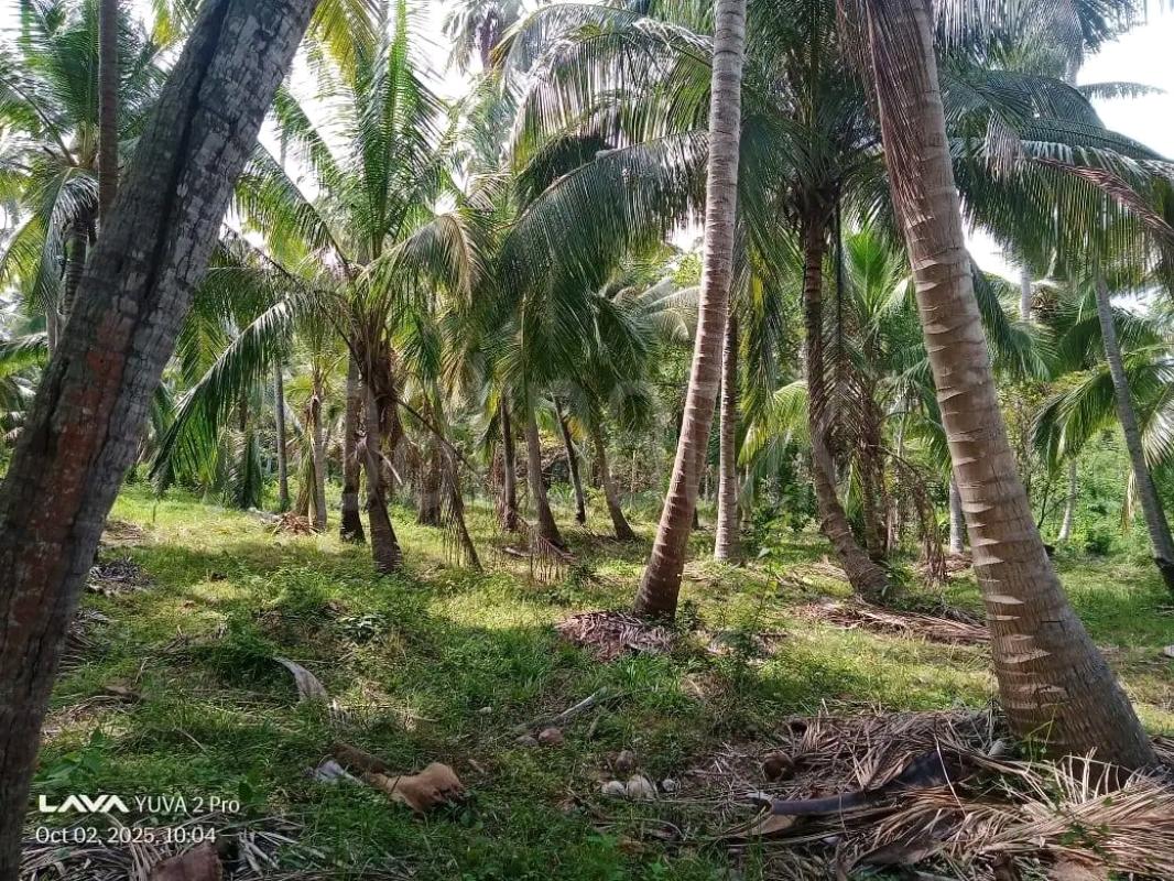 Agricultural Land for Sale in Maho