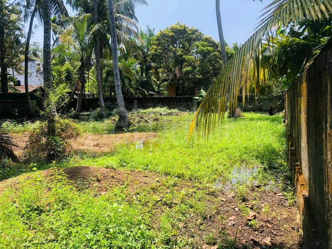 Agricultural Land for Sale in Pamunuwatta ads-image-1