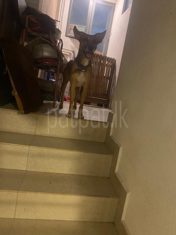 Advertisement image 3