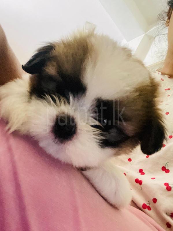 Shitzhu Puppy
