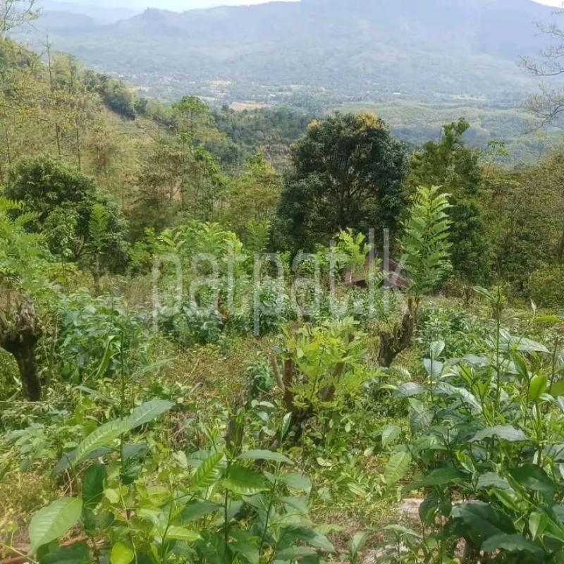 Commercial Land for Sale in Pelmadulla ads-image-1
