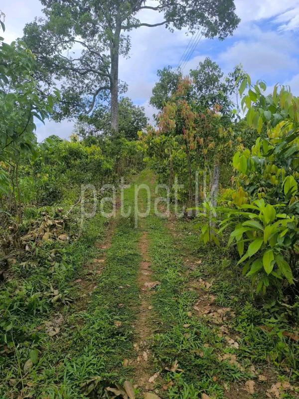 Agricultural Land for Sale in Avissawella