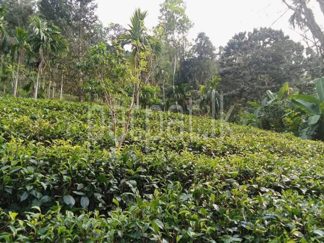 Agricultural Land for Sale in Deniyaya