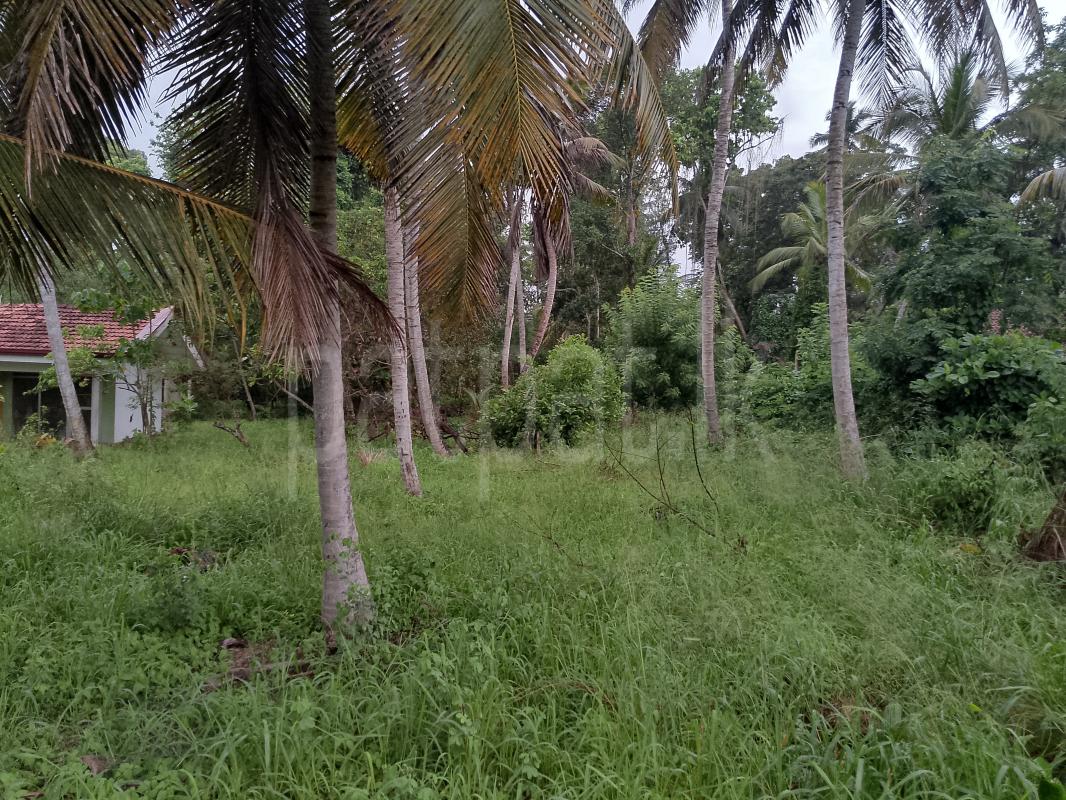 Commercial Land for Sale in Nattandiya ads-image-1