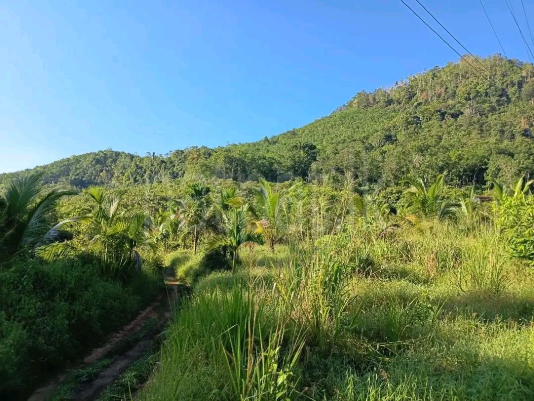 Agricultural Land for Sale in Laggala Pallegama