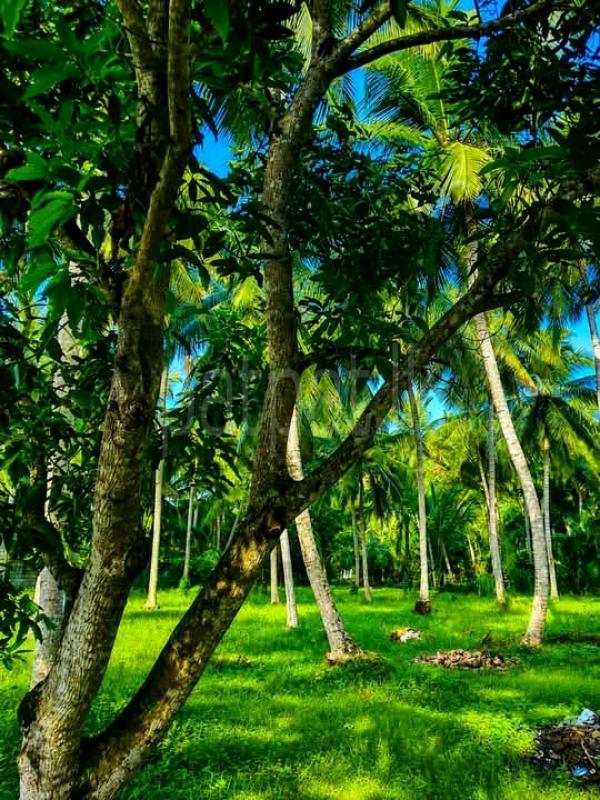 Commercial Land for Sale in Kuliyapitiya