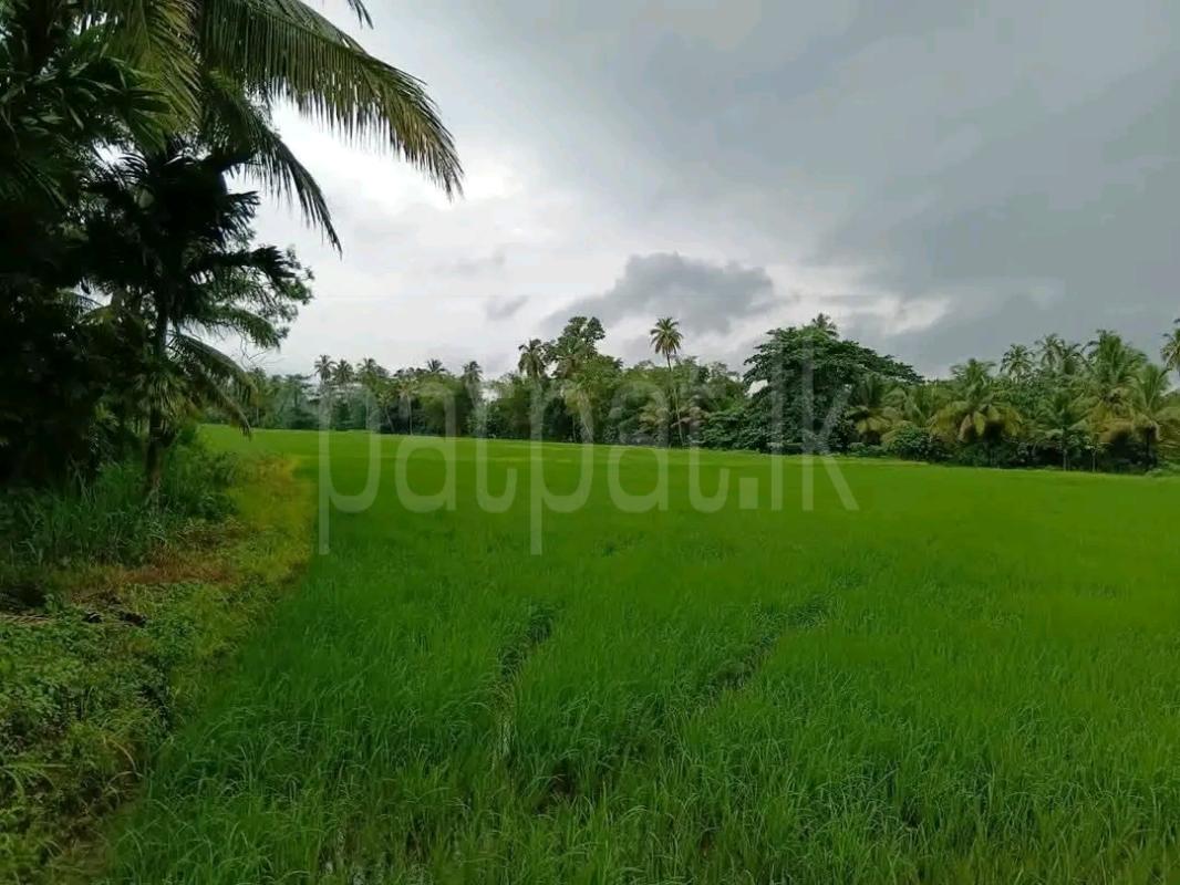 Agricultural Land for Sale in Maho
