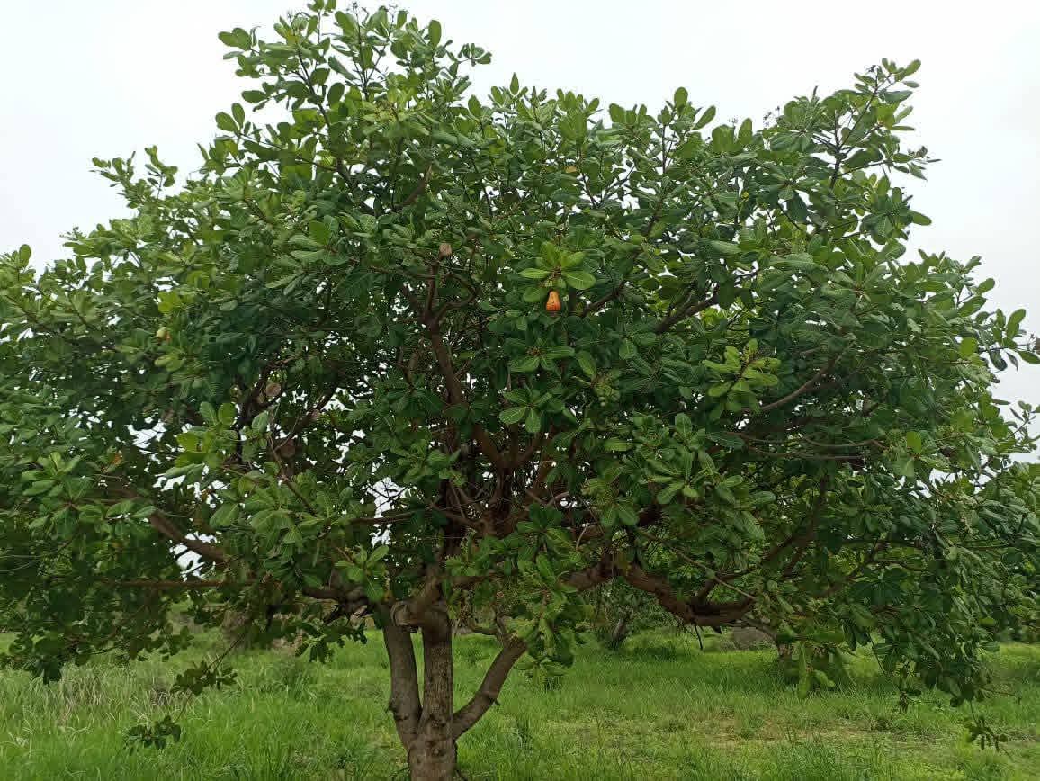 Agricultural Land for Sale in Puttalam