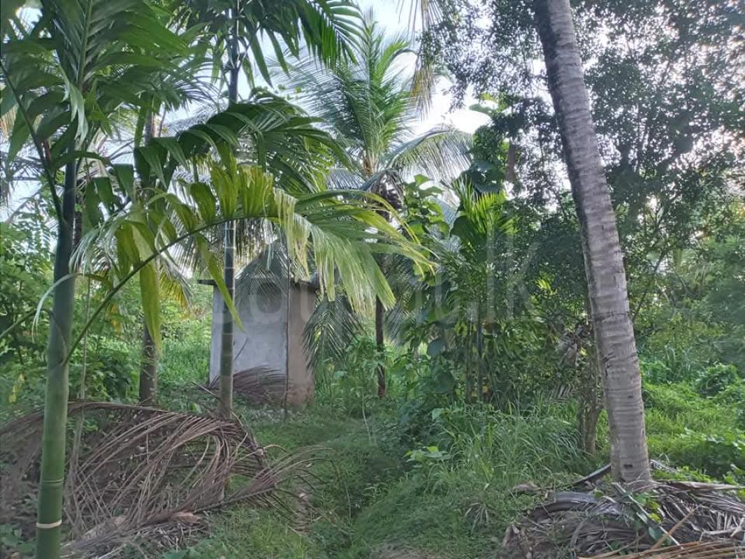 Agricultural Land for Sale in Kurunegala