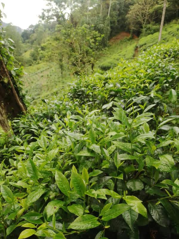 Agricultural Land for Sale in Deniyaya