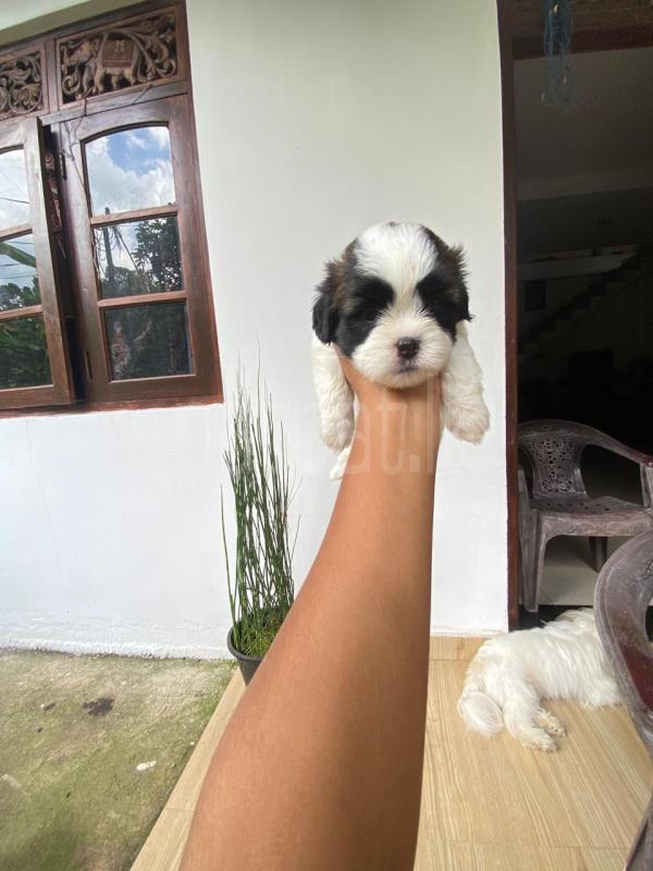Shitzhu Puppy