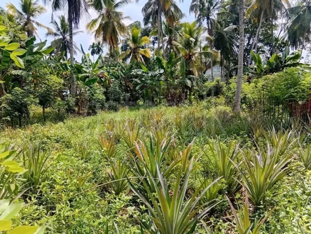 Commercial Land for Sale in Kalutara ads-image-1