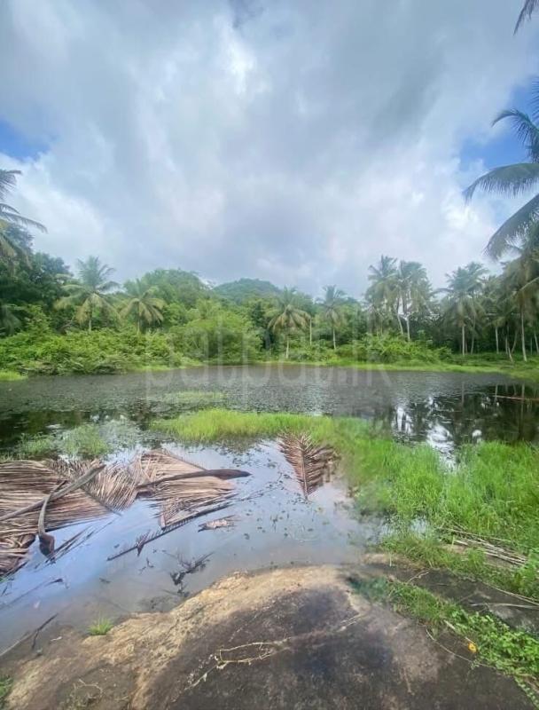 Agricultural Land for Sale in Katupota