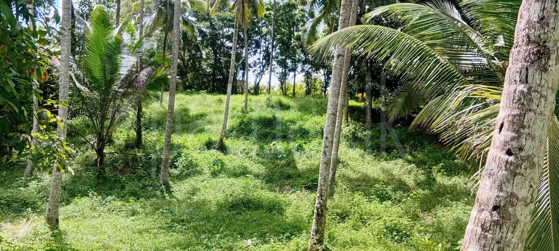 Agricultural Land for Sale in Hanwella
