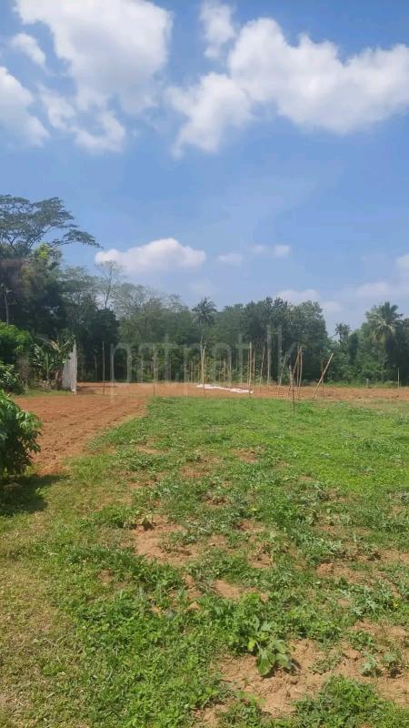 Agricultural Land for Sale in Kotmale