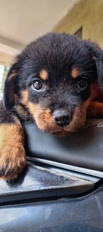ROTTWAILER