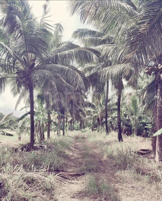 Commercial Land for Sale in Kundasale