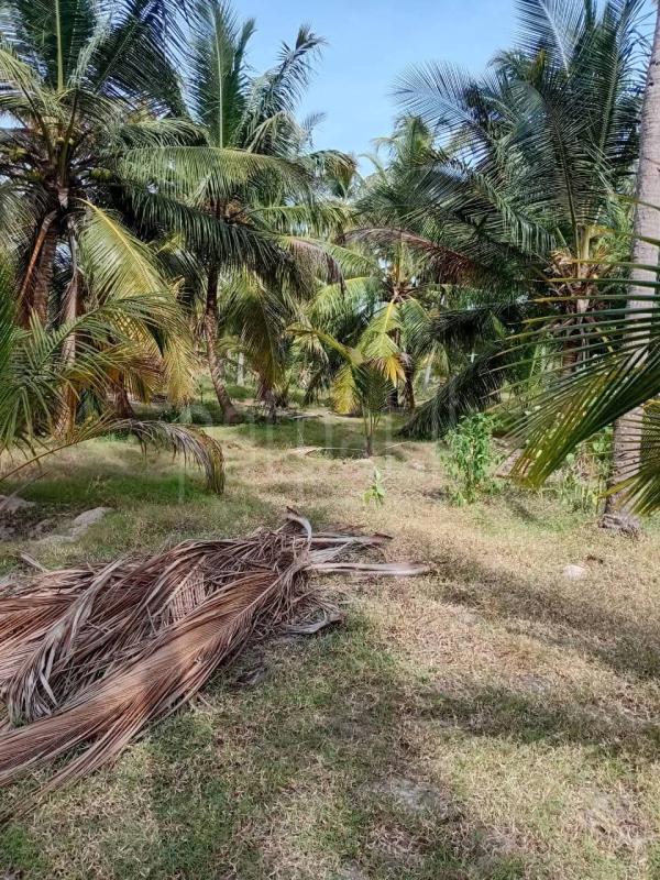 Agricultural Land for Sale in Puttalam