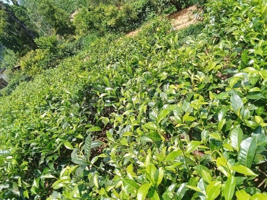 Agricultural Land for Sale in Deniyaya