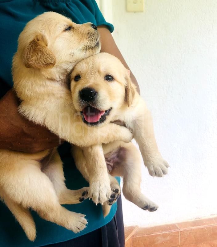 Golden retriever puppies for sale