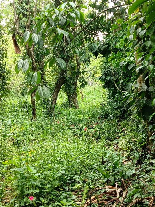 Agricultural Land for Sale in Avissawella