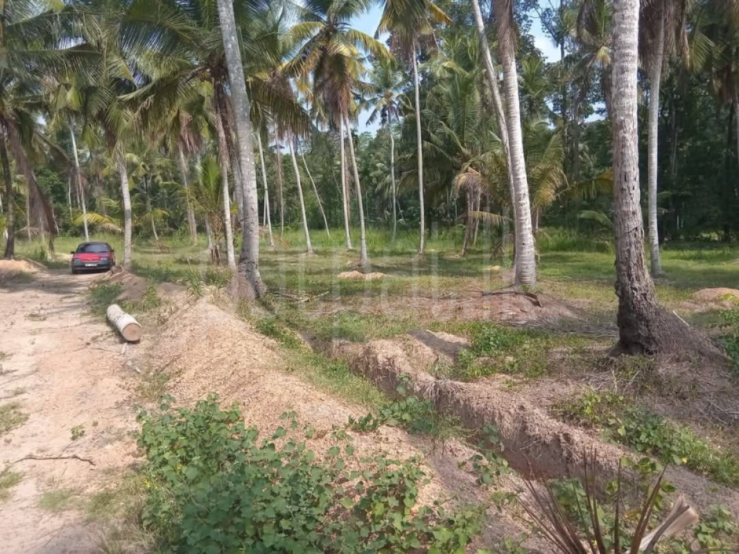 Commercial Land for Sale in Divulapitiya