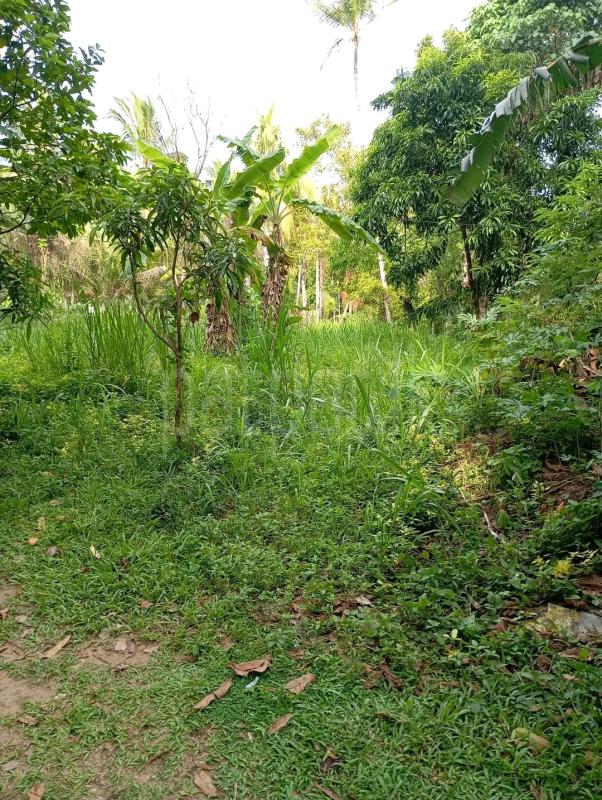 Agricultural Land for Sale in Maho