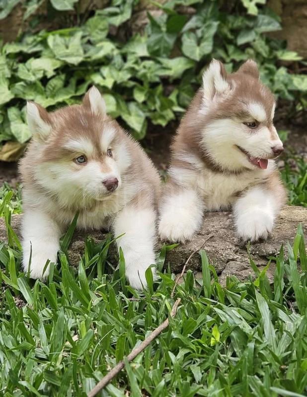 Husky
