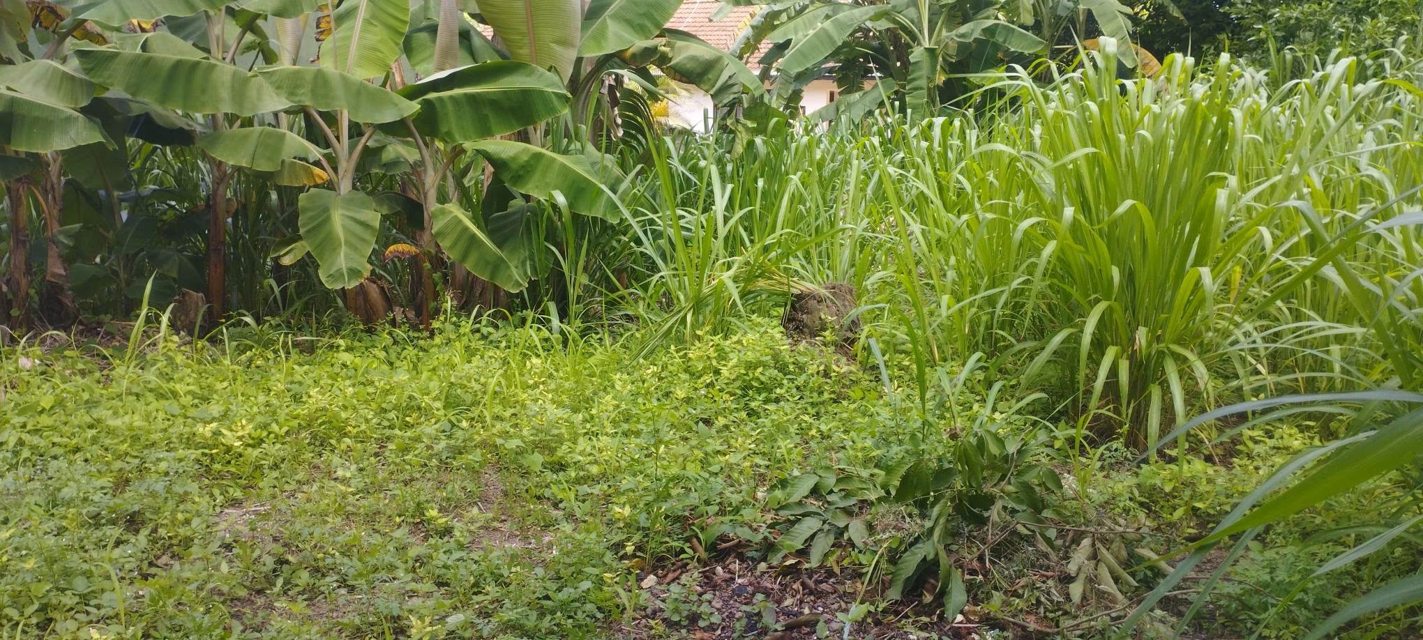 Residential Land for Sale in Pannipitiya