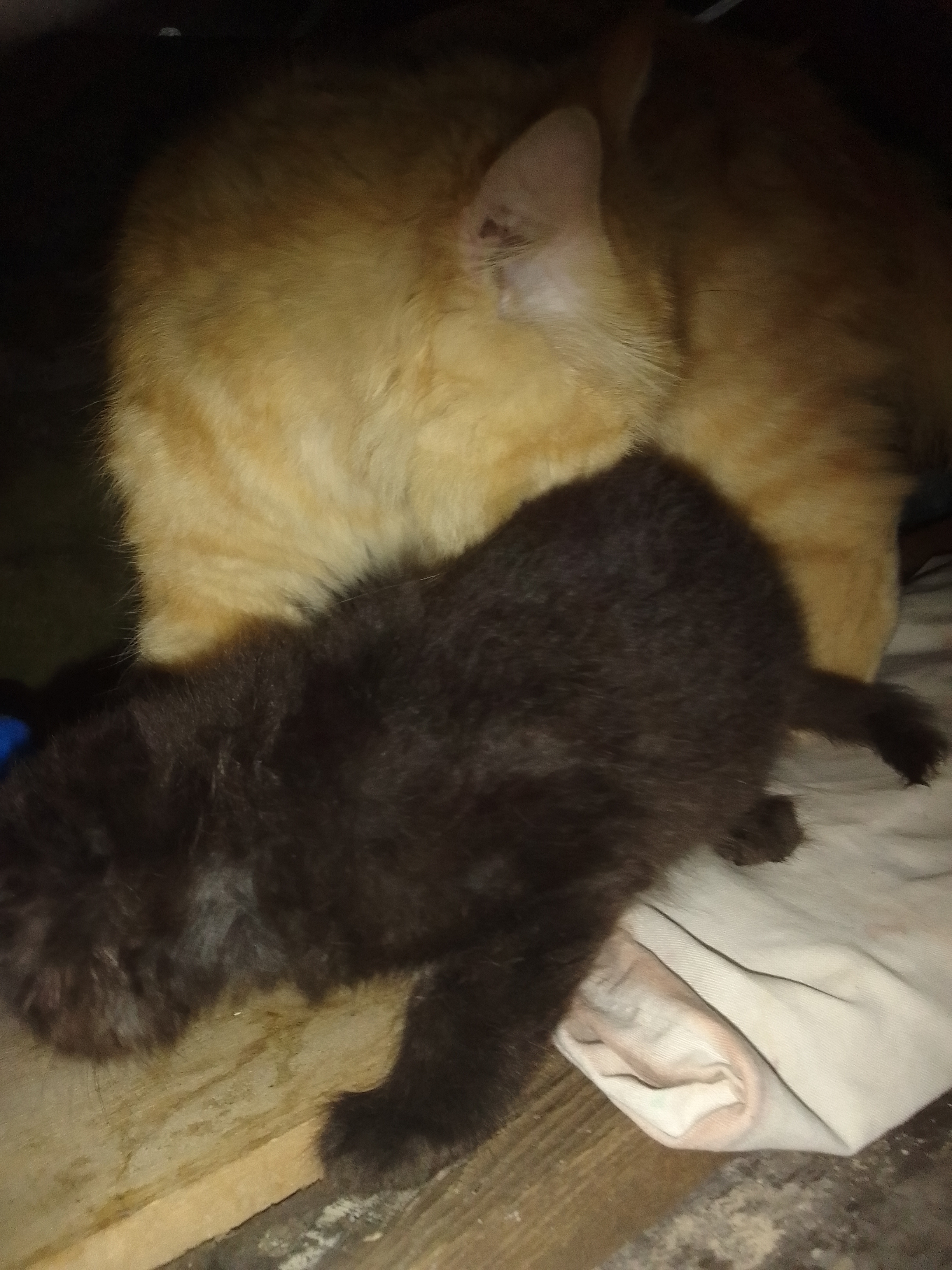 KITTENS