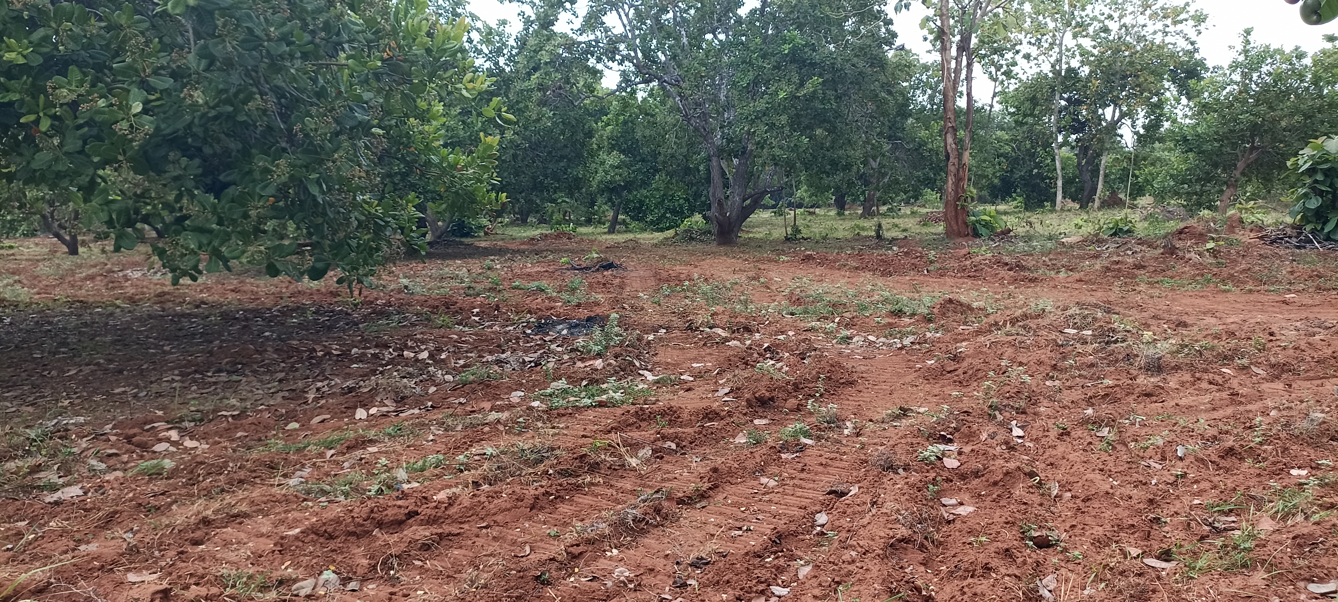 Agricultural Land for Sale in Puttalam
