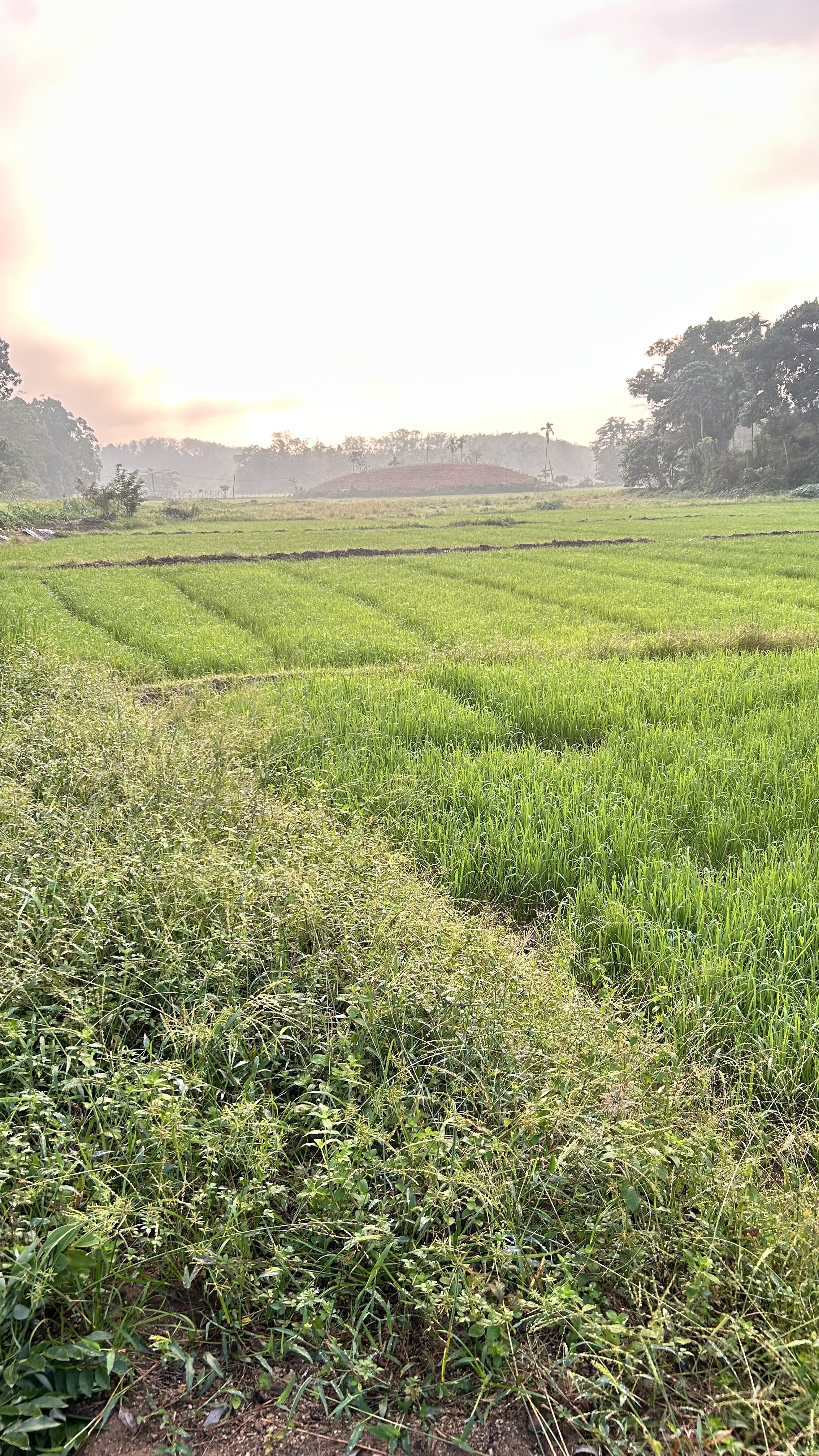 Agricultural Land for Sale in Bulathsinhala