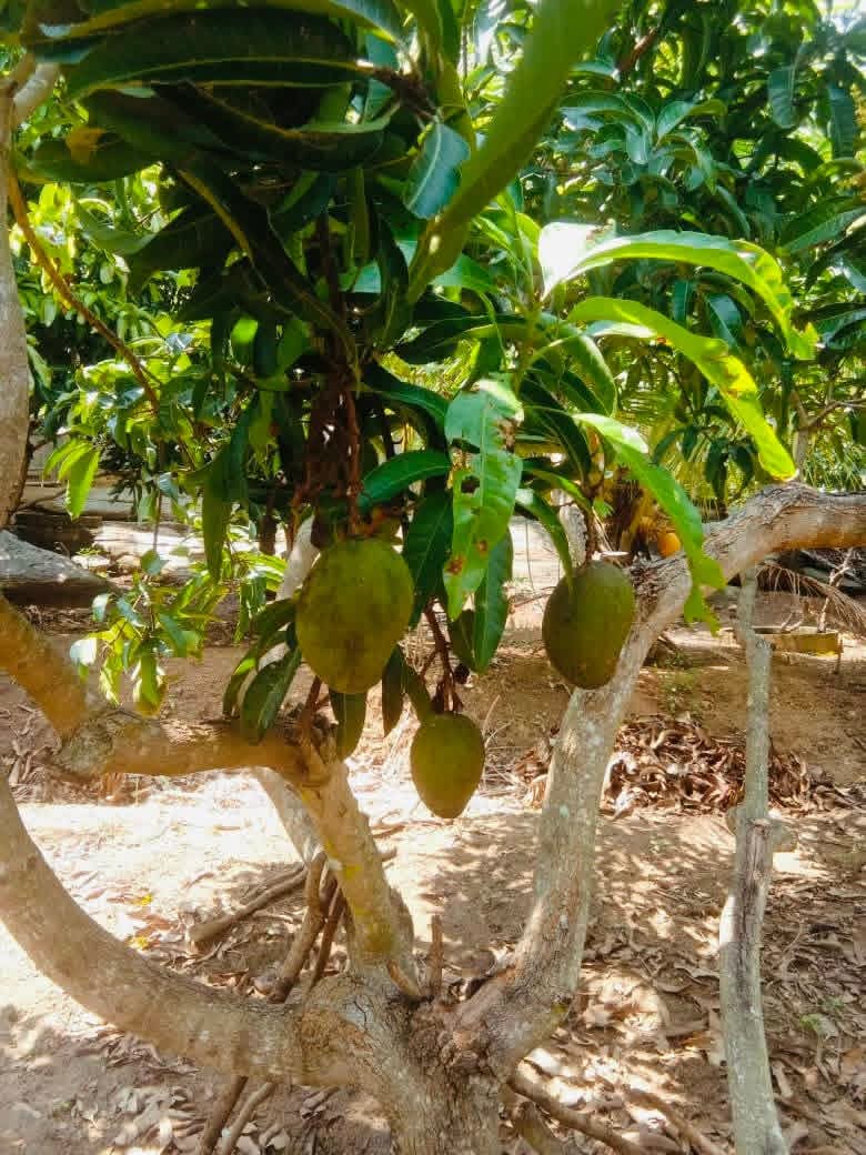 Agricultural Land for Sale in Embilipitiya