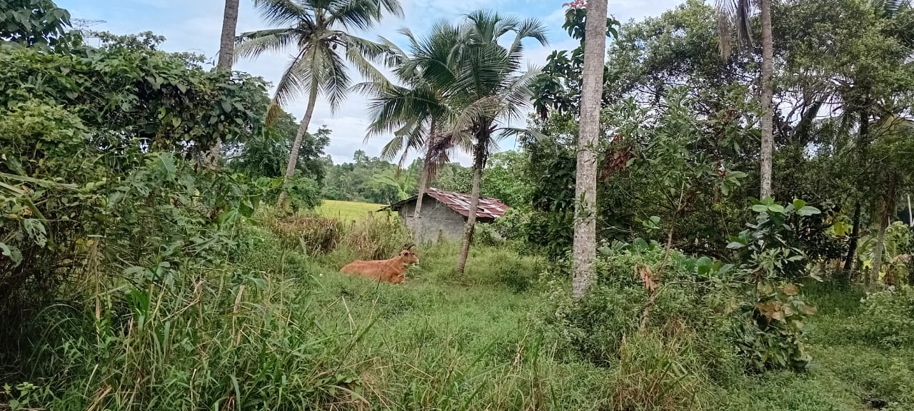 Residential Land for Sale in Divulapitiya ads-image-1