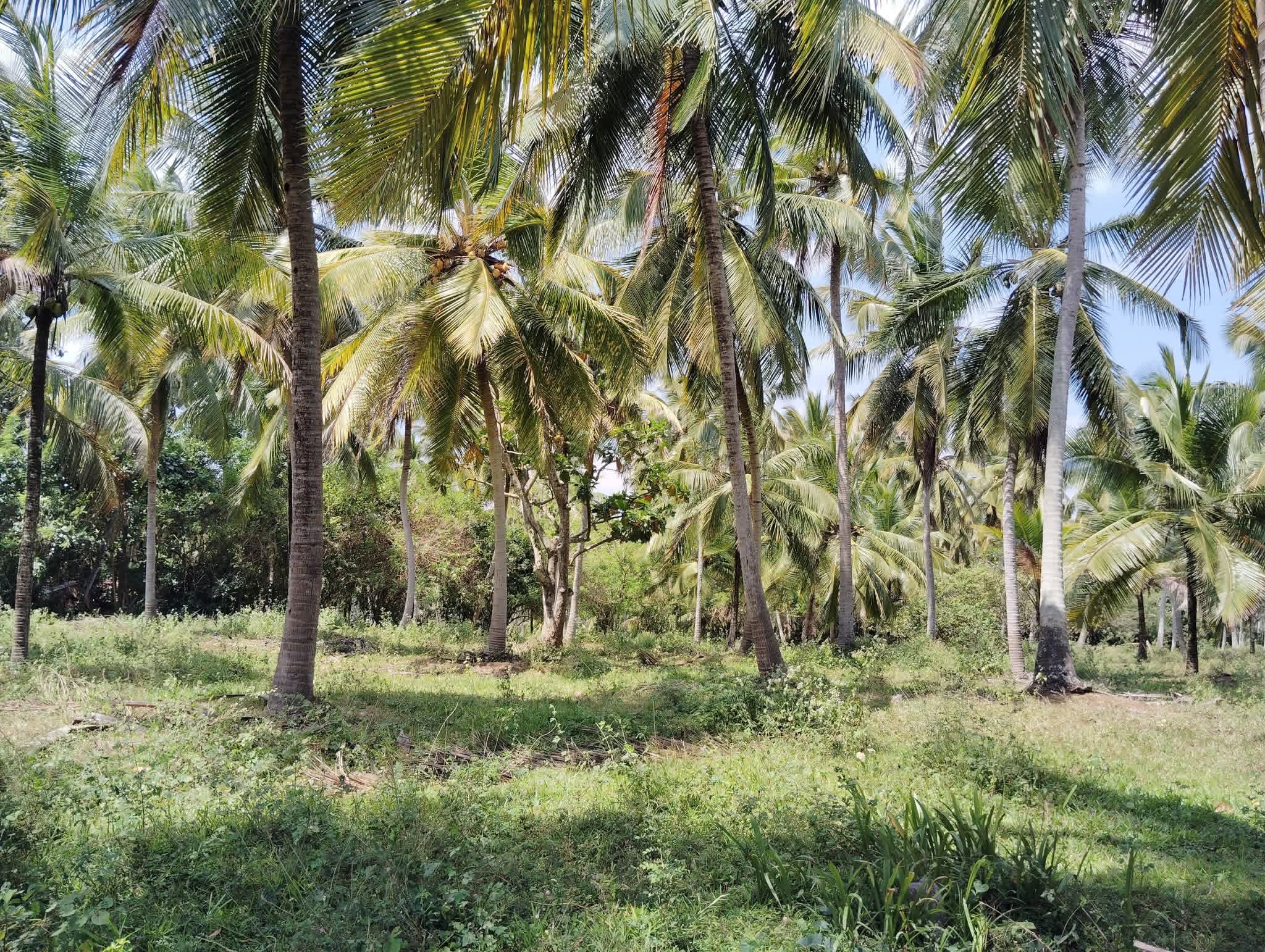 Agricultural Land for Sale in Wellawa ads-image-1
