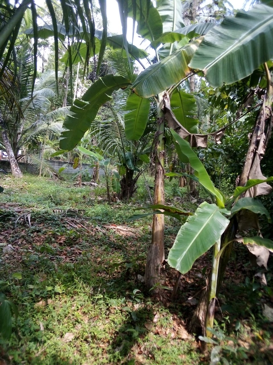 Residential Land for Sale in Katana