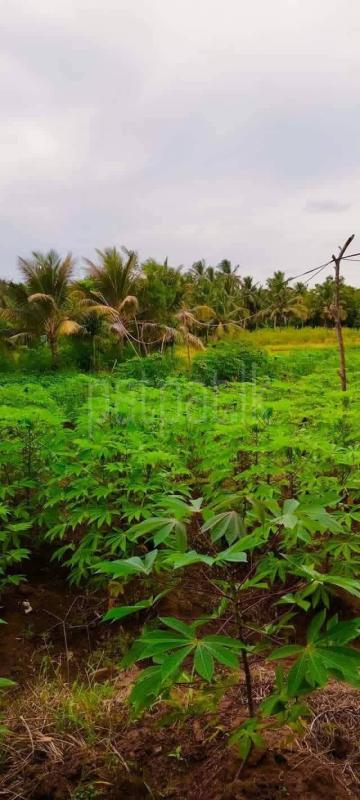 Residential Land for Sale in Tambuttegama ads-image-1
