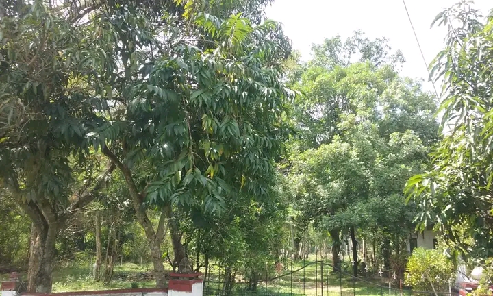 Commercial Land for Sale in Narammala