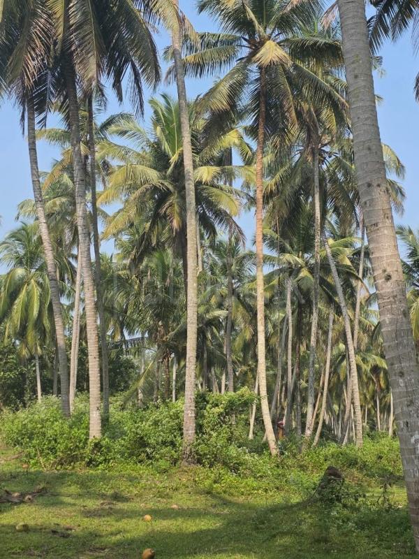 Agricultural Land for Sale in Katupota