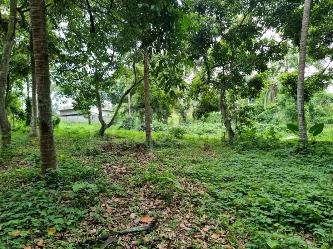 Agricultural Land for Sale in Avissawella