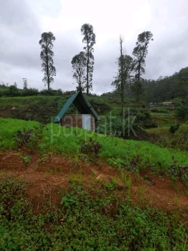 Commercial Land for Sale in Nuwara Eliya ads-image-1