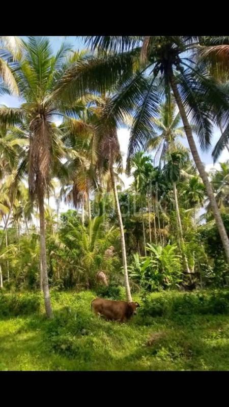 Agricultural Land for Sale in Divulapitiya