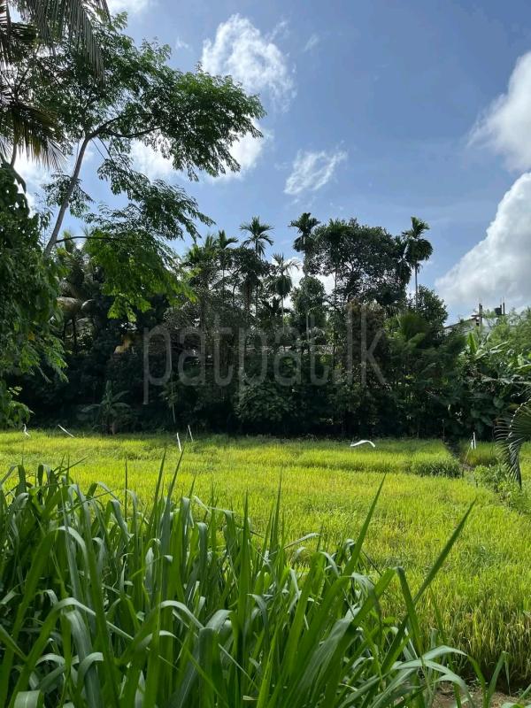 Agricultural Land for Sale in Pasyala ads-image-1