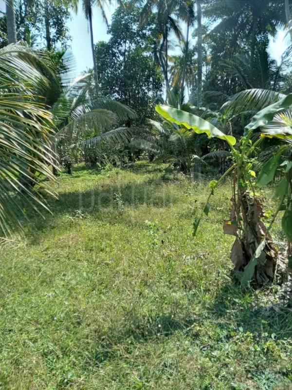 Commercial Land for Sale in Minuwangoda