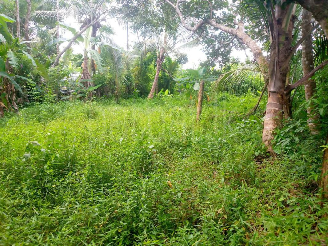 Agricultural Land for Sale in Horana