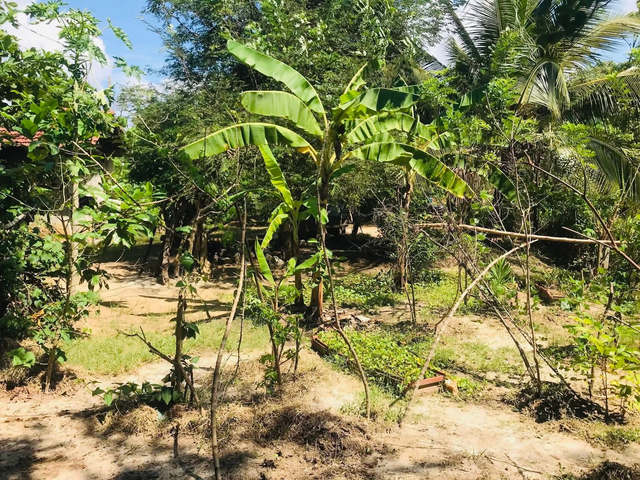 Agricultural Land for Sale in Sewanagala