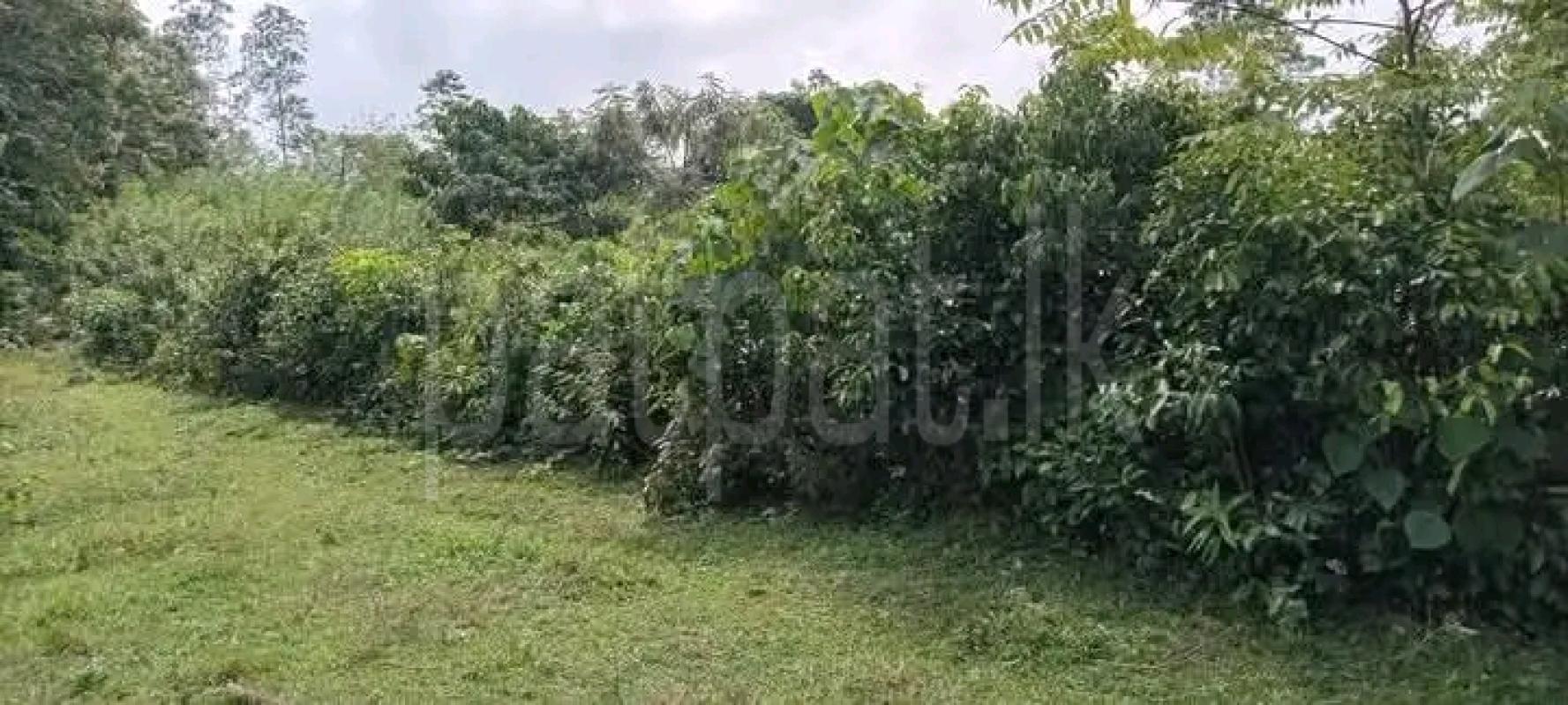 Commercial Land for Sale in Wattala