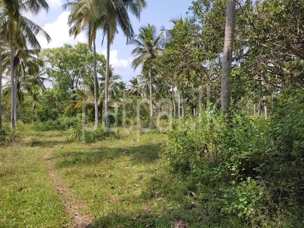 Agricultural Land for Sale in Wariyapola